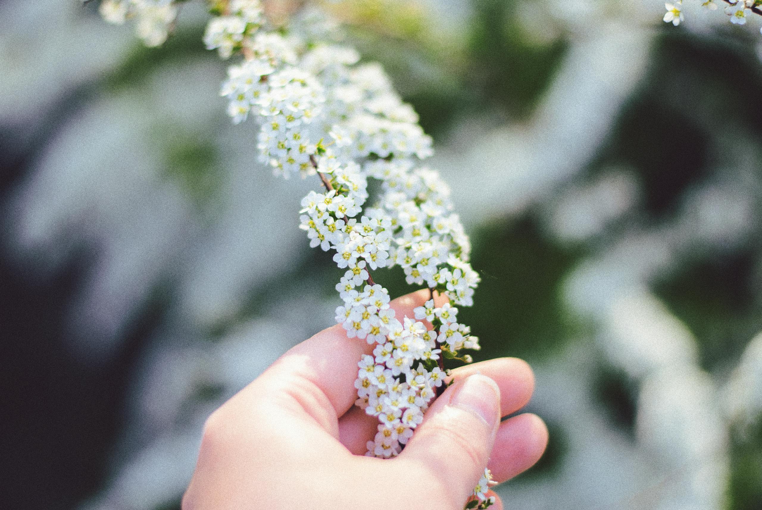 A close-up image of a hand gently holding white wildflowers, symbolizing the freshness of spring.