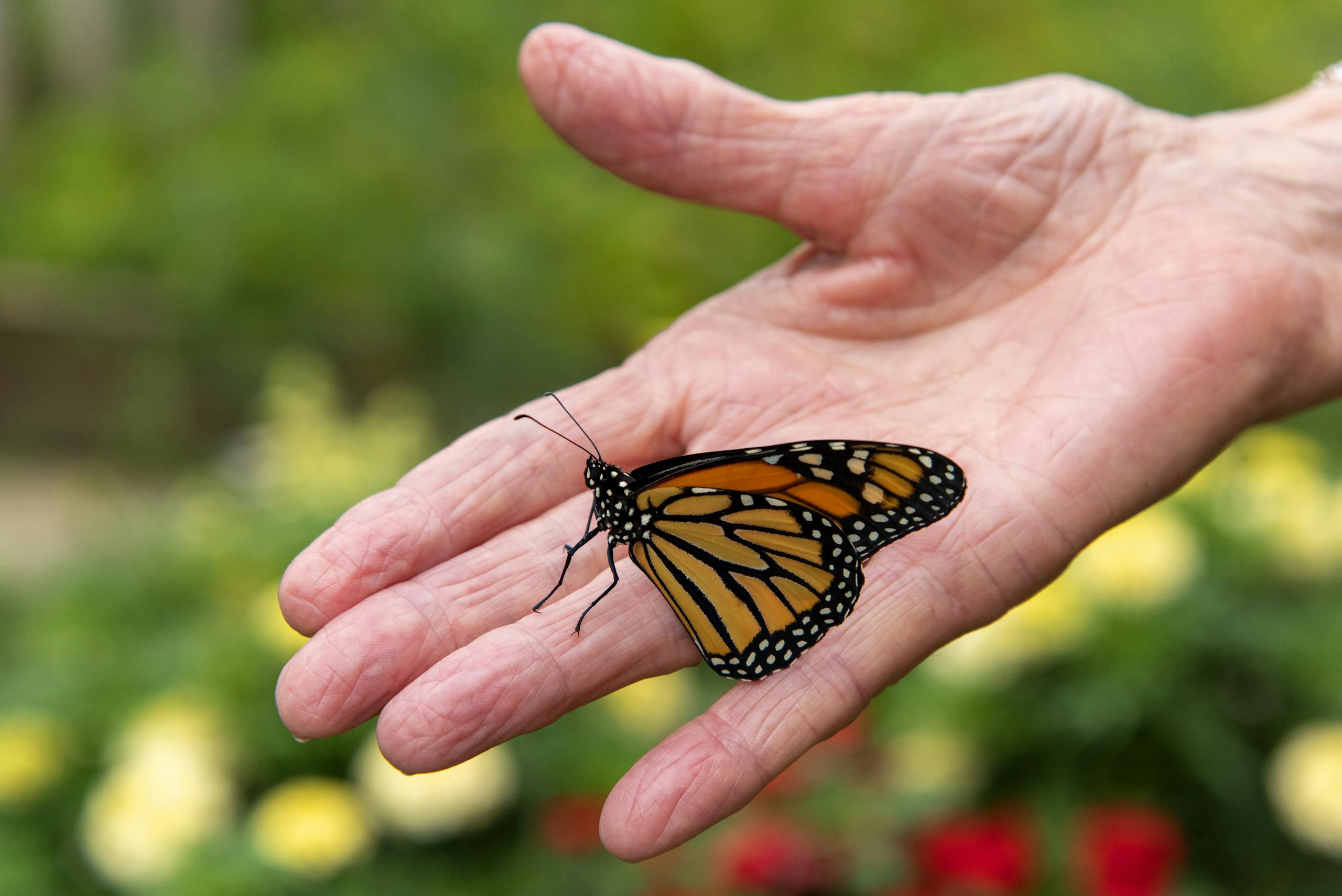 Close-up of a monarch butterfly on a hand, showcasing delicate wings and a serene garden setting.