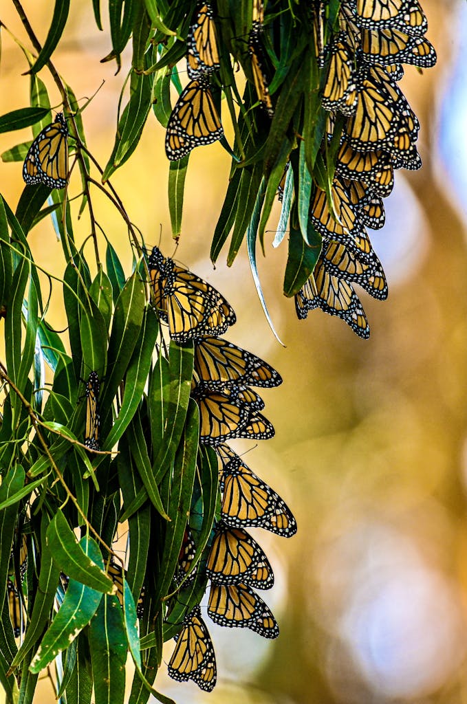 Cluster of monarch butterflies perched on eucalyptus leaves, highlighting nature's beauty.