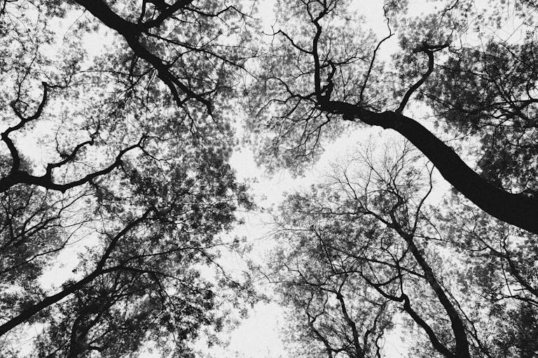 A mesmerizing black and white image of tree canopies from below, showcasing intricate branches as a representation of nature's lungs. Meant to provide a counter point to the article's theme of difficulty in breathing during meditation