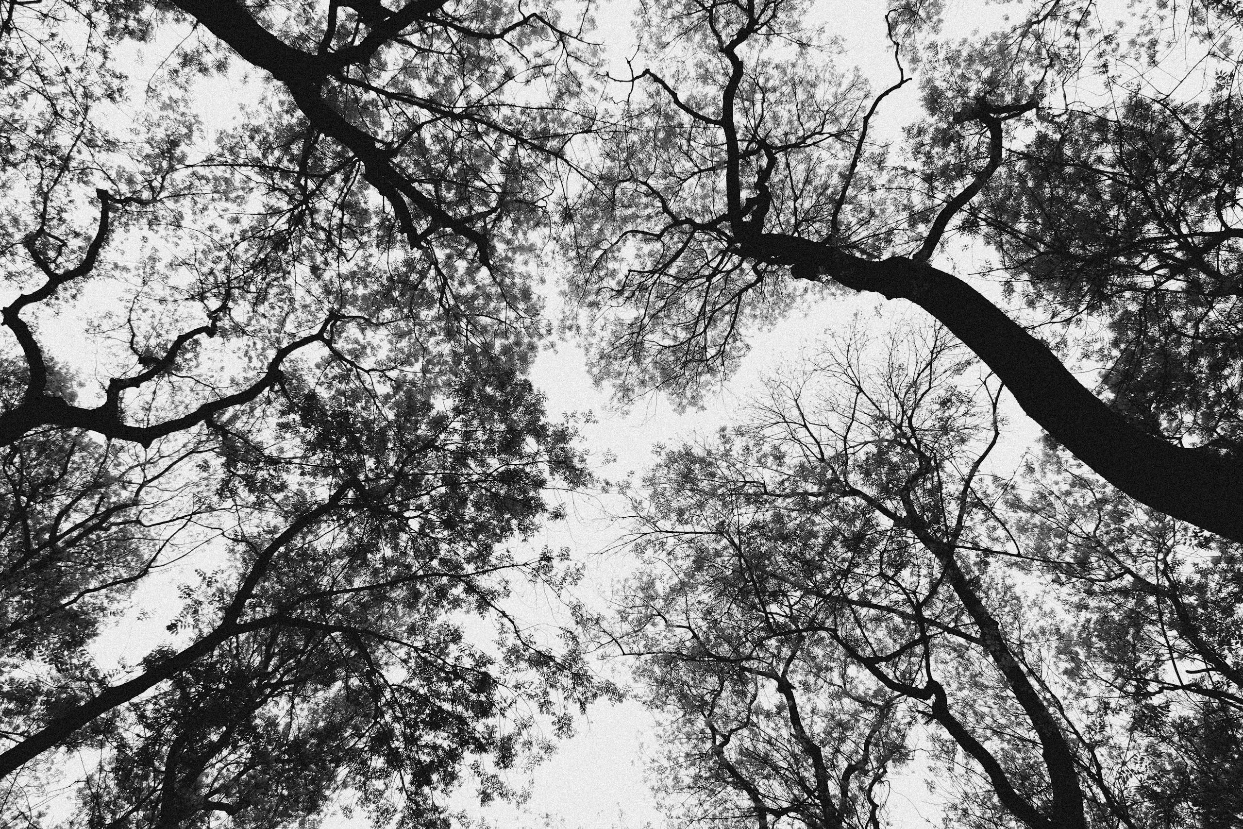 A mesmerizing black and white image of tree canopies from below, showcasing intricate branches as a representation of nature's lungs. Meant to provide a counter point to the article's theme of difficulty in breathing during meditation