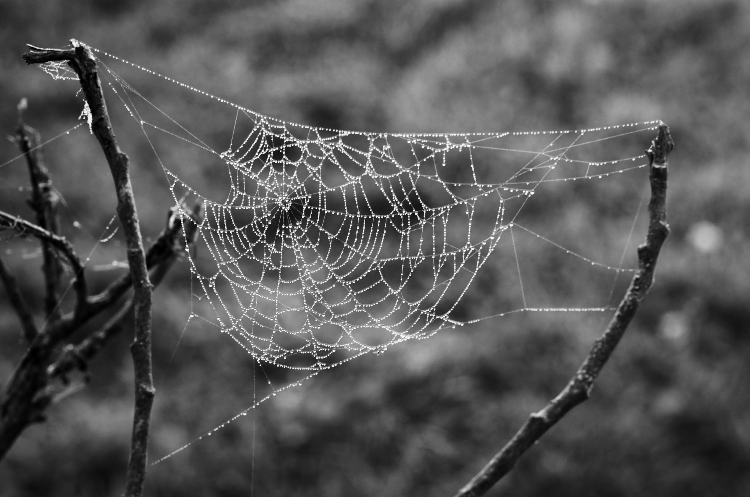 A monochrome image of a detailed spider web glistening with dew drops on tree branches. Representing the complexity of reasons why mindfulness and meditation don't work for everyone
